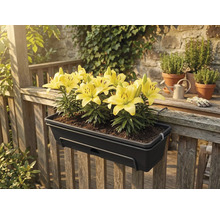 Dunkelgrauer Balkonkasten mit gelben Lilien, hängend an einem Holzgeländer auf einer Terrasse.