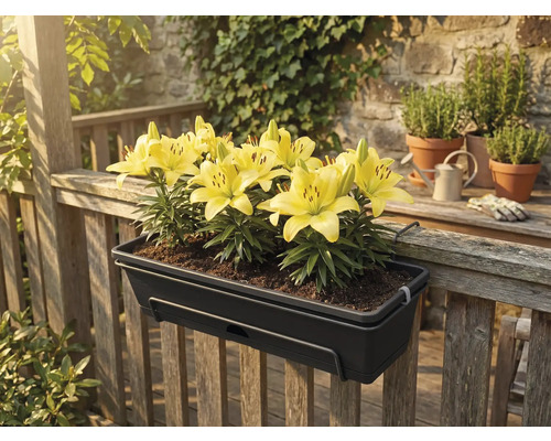 Dunkelgrauer Balkonkasten mit gelben Lilien, hängend an einem Holzgeländer auf einer Terrasse.