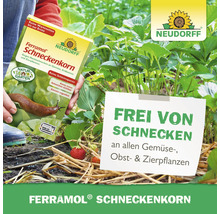 Neudorff Ferramol Schneckenkorn Anwendung an Erdbeerpflanzen im Garten gegen Nacktschnecken.