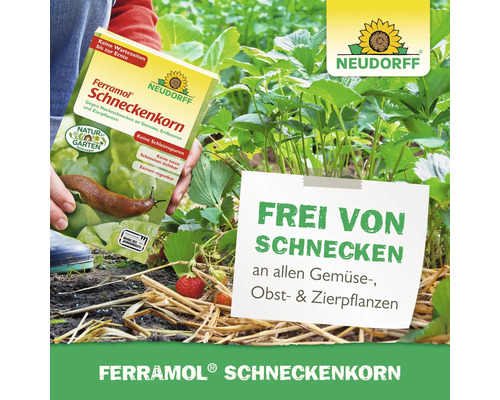 Neudorff Ferramol Schneckenkorn Anwendung an Erdbeerpflanzen im Garten gegen Nacktschnecken.