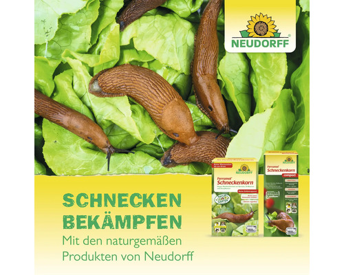 Schnecken auf Salatblättern neben Packungen von Neudorff Ferramol Schneckenkorn zur biologischen Bekämpfung im Garten. Neudorff Logo.