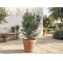 Olivenbaum im Terrakottatopf auf einer hellen Steinterrasse neben einer Holzbank und weiteren Kräutertöpfen.