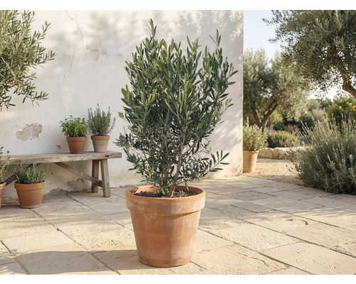 Olivenbaum im Terrakottatopf auf einer hellen Steinterrasse neben einer Holzbank und weiteren Kräutertöpfen.