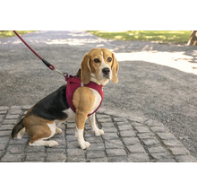 Ein Beagle sitzt auf einem gepflasterten Weg und trägt ein weinrotes Hundegeschirr mit passender Leine.