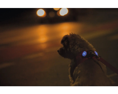 Hund mit Hundegeschirr und integrierten LED-Sicherheitsleuchten bei einem Nachtspaziergang auf der Straße.