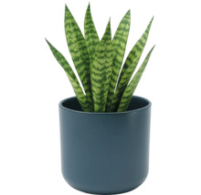 Bogenhanf Sansevieria in einem runden dunkelblauen Keramiktopf. Zimmerpflanze mit aufrechten gemusterten Blättern.