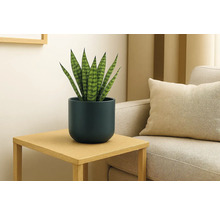 Sansevieria im dunkelblauen Übertopf auf einem Holzbeistelltisch neben einem Sofa in einem hellen, modernen Wohnzimmer.