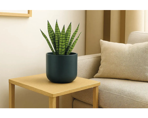 Sansevieria im dunkelblauen Übertopf auf einem Holzbeistelltisch neben einem Sofa in einem hellen, modernen Wohnzimmer.