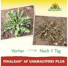 Vorher-Nachher-Vergleich von Unkrautvernichter Finalsan AF Unkrautfrei Plus. Grüner und verwelkter Löwenzahn nach einem Tag. Neudorff Logo.