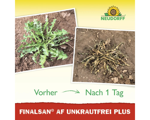 Vorher-Nachher-Vergleich von Unkrautvernichter Finalsan AF Unkrautfrei Plus. Grüner und verwelkter Löwenzahn nach einem Tag. Neudorff Logo.