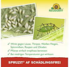 Neudorff Logo. Nahaufnahme von Schädlingen auf Pflanzen. Spruzit AF Schädlingsfrei ist wirksam gegen Blattläuse, Thripse und Weiße Fliegen.