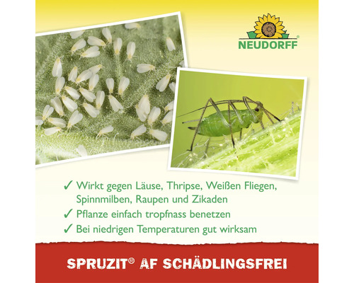 Neudorff Logo. Nahaufnahme von Schädlingen auf Pflanzen. Spruzit AF Schädlingsfrei ist wirksam gegen Blattläuse, Thripse und Weiße Fliegen.