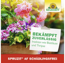 Neudorff Spruzit AF Schädlingsfrei bekämpft Insekten wie Blattläuse und Thripse an Rosen und Blumen in einem Terrakottatopf. Neudorff Logo.