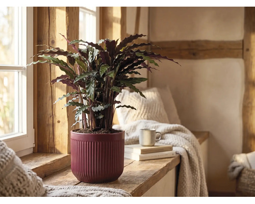Zimmerpflanze Calathea rufibarba in einem roten Keramiktopf mit Rillen auf einer hölzernen Fensterbank in einem hellen, rustikalen Raum.