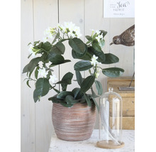 Stephanotis floribunda Kranz in einem dekorativen Keramiktopf mit weißen Blüten.
