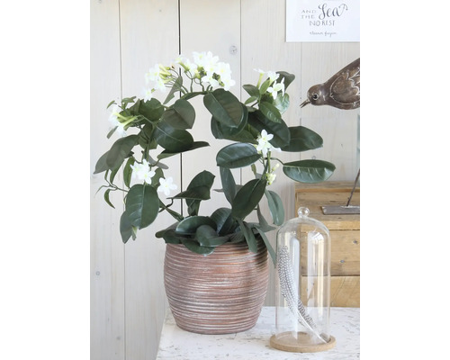 Stephanotis floribunda Kranz in einem dekorativen Keramiktopf mit weißen Blüten.