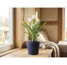 Weiße Curcuma im blauen strukturierten Keramiktopf auf einer hölzernen Fensterbank in einem hellen Raum.