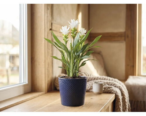Weiße Curcuma im blauen strukturierten Keramiktopf auf einer hölzernen Fensterbank in einem hellen Raum.
