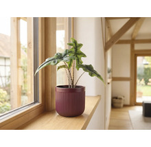 Alocasia Jacklyn Zimmerpflanze im geriffelten Übertopf auf einer Fensterbank aus Holz.