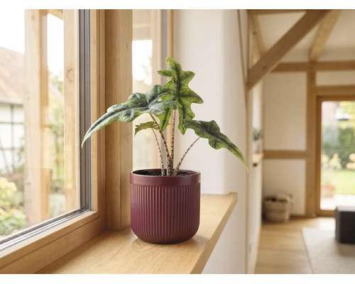 Alocasia Jacklyn Zimmerpflanze im geriffelten Übertopf auf einer Fensterbank aus Holz.
