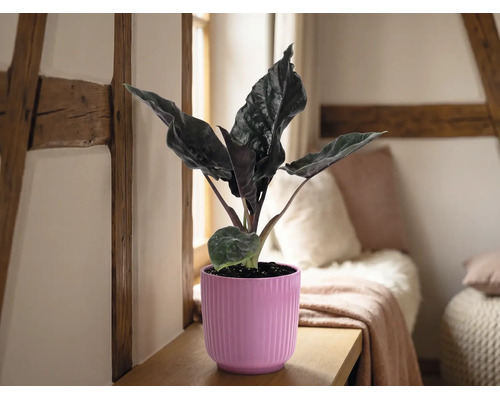 Alocasia Zimmerpflanze in einem pinken geriffelten Übertopf auf einem Holzregal in einem hellen Raum mit Fachwerkbalken und Kissen.