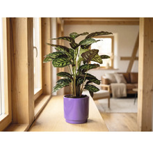Calathea Zimmerpflanze in einem lila Übertopf auf einer hölzernen Fensterbank in einem hellen, modern eingerichteten Wohnraum.