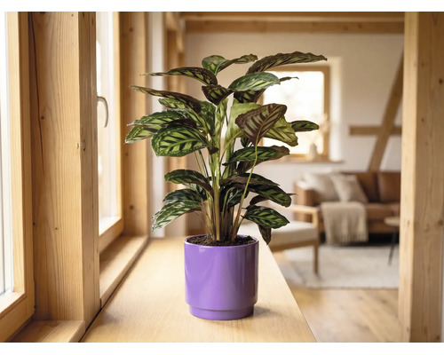 Calathea Zimmerpflanze in einem lila Übertopf auf einer hölzernen Fensterbank in einem hellen, modern eingerichteten Wohnraum.