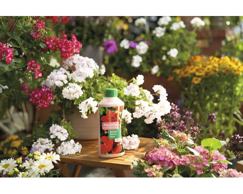 Flasche Plantiful Blumendünger auf einem Holztisch inmitten blühender Geranien und Hortensien in einem hellen Garten.