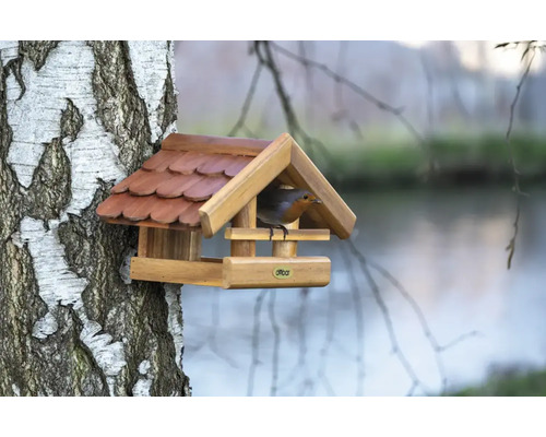 Holz-Vogelfutterhaus an einem Birkenstamm mit einem Rotkehlchen.