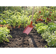 Rote Gartenschaufel mit Holzstiel steckt in dunkler Erde eines hellen Gemüsebeets mit Tomaten, Salat und Karotten.