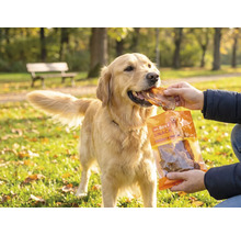 Ein Golden Retriever wird in einem hellen Park mit einem Mr. Beef Snack gefüttert.