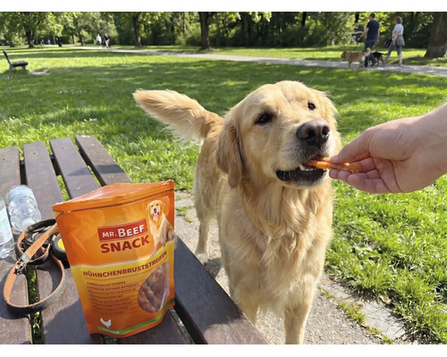 "Ein Golden Retriever wird im Park mit Mr. Beef Snack Hähnchenbruststreifen gefüttert
