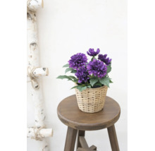 Künstliche lila Blumen im geflochtenen Korb auf einem Holzhocker neben einer dekorativen Leiter aus Birkenholz.