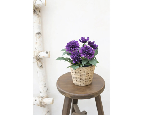 Künstliche lila Blumen im geflochtenen Korb auf einem Holzhocker neben einer dekorativen Leiter aus Birkenholz.