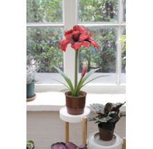 Künstliche Amaryllis mit roter Blüte im braunen Topf auf einem Blumenständer vor einem Fenster.