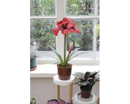 Künstliche Amaryllis mit roter Blüte im braunen Topf auf einem Blumenständer vor einem Fenster.