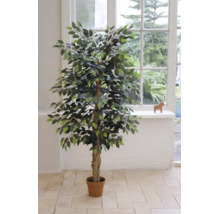 Künstlicher Ficus Benjamini im Topf in einem hellen Raum vor einem großen Fenster.