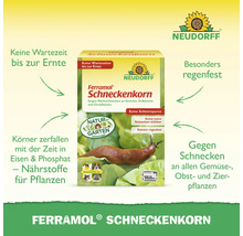 Neudorff Ferramol Schneckenkorn gegen Nacktschnecken an Gemüse, Obst und Zierpflanzen. Regenfest, haustierschonend und ohne Wartezeit bis zur Ernte.