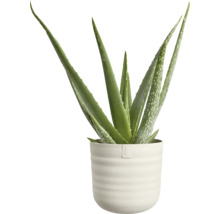 Aloe vera Pflanze in einem weißen runden Elho Blumentopf mit Rillenoberfläche.