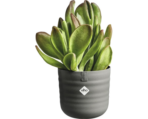 Sukkulente in einem grauen, geriffelten elho Blumentopf mit elho Logo. Zimmerpflanze mit breiten, dicken Blättern.
