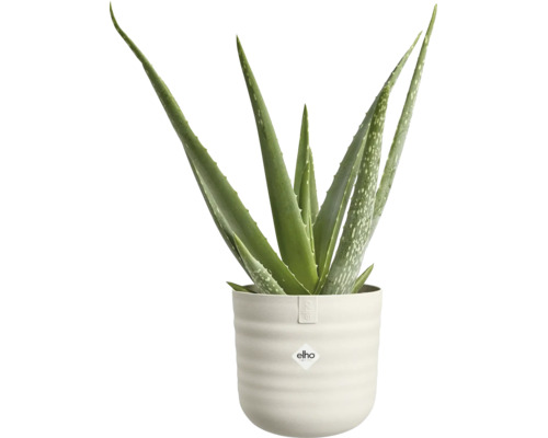 Aloe Vera Pflanze in einem hellen, geriffelten Übertopf mit elho Logo.