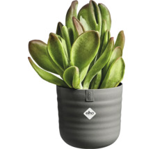 Sukkulente in einem grauen, geriffelten elho Blumentopf mit elho Logo. Zimmerpflanze mit breiten, dicken Blättern.