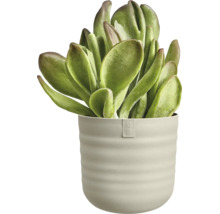 Sukkulente mit dicken Blättern in einem gerippten Blumentopf mit elho Logo.