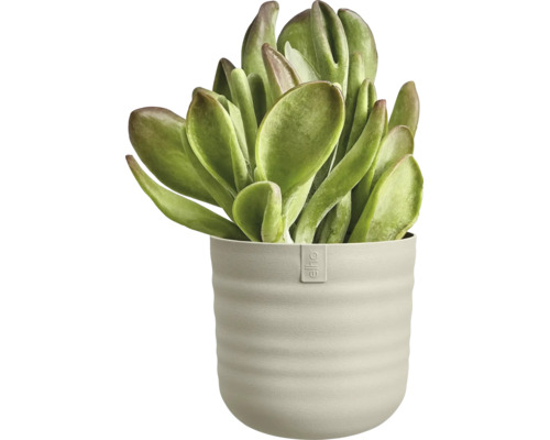 Sukkulente mit dicken Blättern in einem gerippten Blumentopf mit elho Logo.