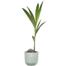 Kokospalme Cocos nucifera, die aus einer Kokosnuss wächst, in einem geriffelten Pflanztopf mit elho Logo.