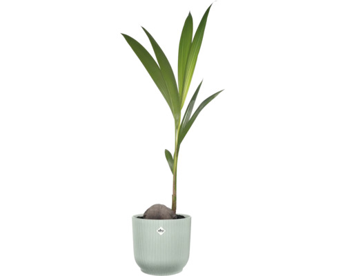 Kokospalme Cocos nucifera, die aus einer Kokosnuss wächst, in einem geriffelten Pflanztopf mit elho Logo.