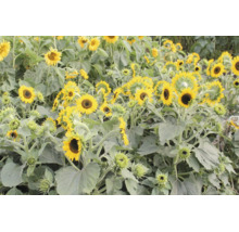 Feld mit blühenden Sonnenblumen und Knospen, gelbe Blütenblätter und grüne Blätter.