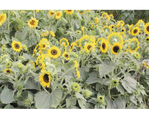 Feld mit blühenden Sonnenblumen und Knospen, gelbe Blütenblätter und grüne Blätter.