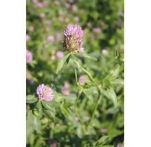 Nahaufnahme eines Rotklees mit rosafarbenen Blüten und grünen Blättern in einem Feld.