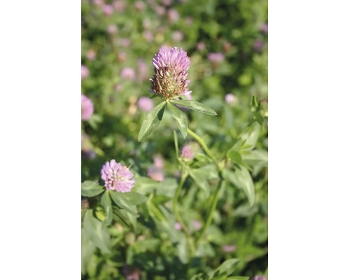 Nahaufnahme eines Rotklees mit rosafarbenen Blüten und grünen Blättern in einem Feld.